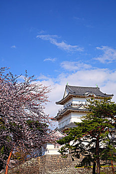 小田原,城堡,樱花