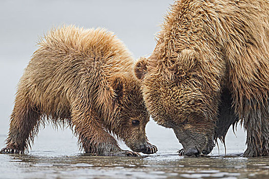 大灰熊,棕熊,潮汐,克拉克湖,国家公园,阿拉斯加