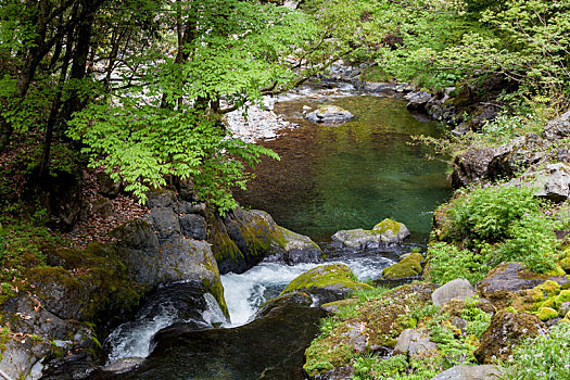 巴山飞渡峡森林公园