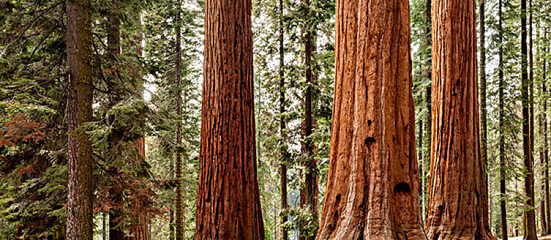美国,加利福尼亚,红杉国家公园,全景,巨杉,树,大幅,尺寸