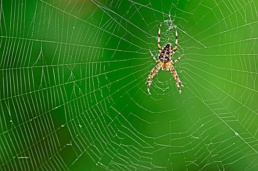 欧洲,花园,蜘蛛,蜘蛛网,北莱茵威斯特伐利亚,德国