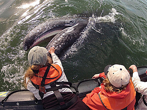 灰鲸,幼兽,游客,下加利福尼亚州,墨西哥