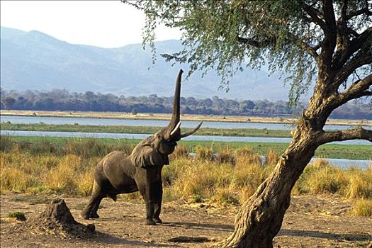 大象,挑选,刺槐,津巴布韦