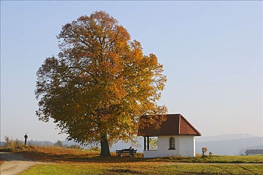 落叶树,秋天,小教堂,巴伐利亚,德国,欧洲