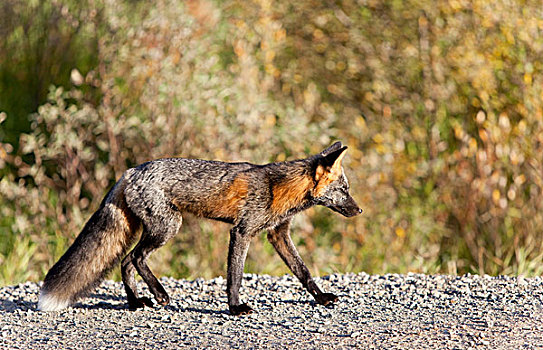 狐属,育空地区,加拿大
