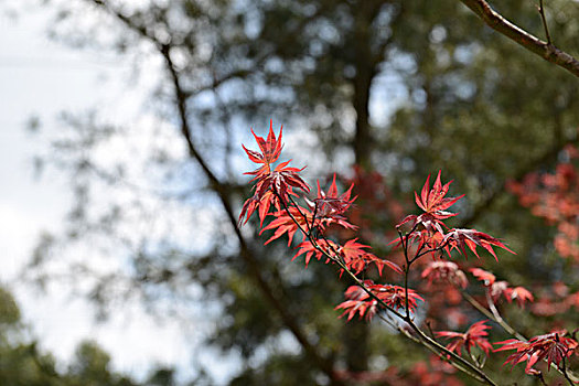 灿烂樱花