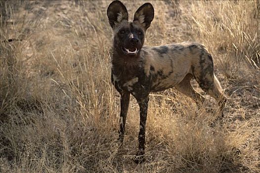 野狗,非洲猎犬,非洲野犬属,肖像,纳米比亚