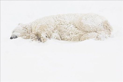 北极熊,躺下,雪中,风暴,丘吉尔市,曼尼托巴,加拿大