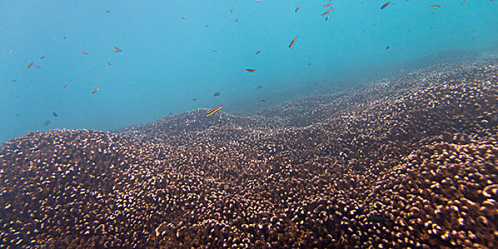 水下视角,鱼群,伊斯塔帕,墨西哥