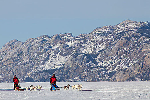两个男人,跑,驾驶,狗拉雪橇,团队,雪橇狗,阿拉斯加,爱斯基摩犬,冰冻,育空地区,加拿大