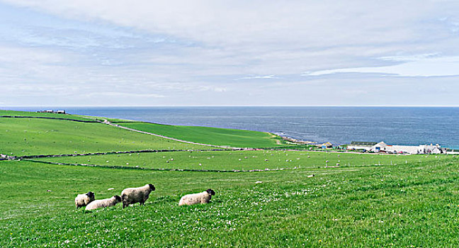 草场,小岛,奥克尼郡,群岛,奥克尼群岛,苏格兰,大幅,尺寸