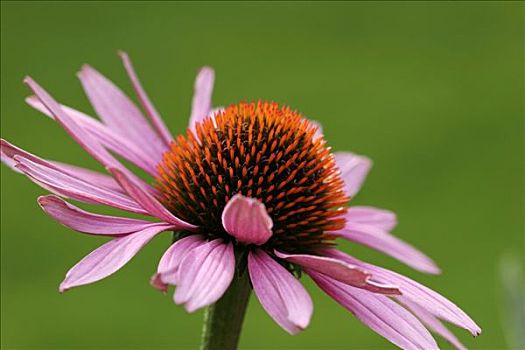 紫锥菊,花