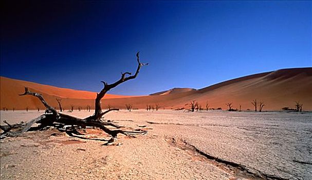 沙漠,纳米布沙漠,纳米比亚