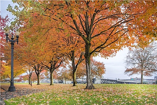 枫树,波特兰,市区,公园,秋天