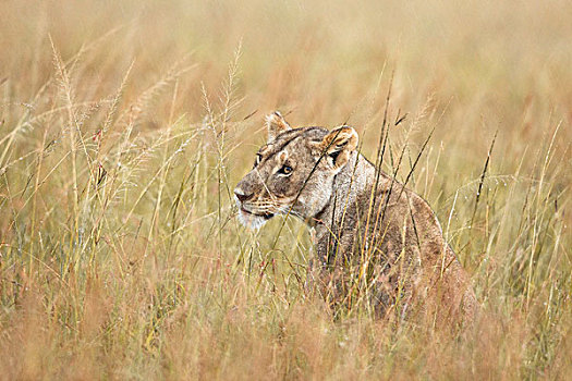 雌狮,狮子,雨,马赛马拉国家保护区,肯尼亚,非洲