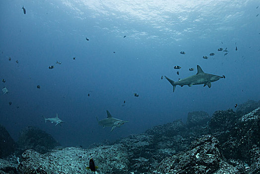 鲨鱼,鱼,海底,加拉帕戈斯,厄瓜多尔,南美