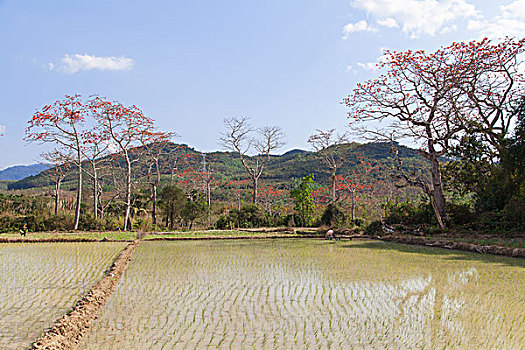 田园风光