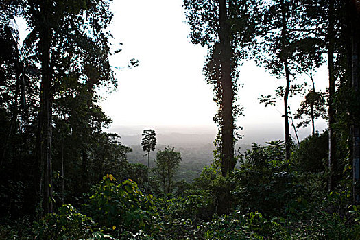 南美,亚马逊雨林,场景