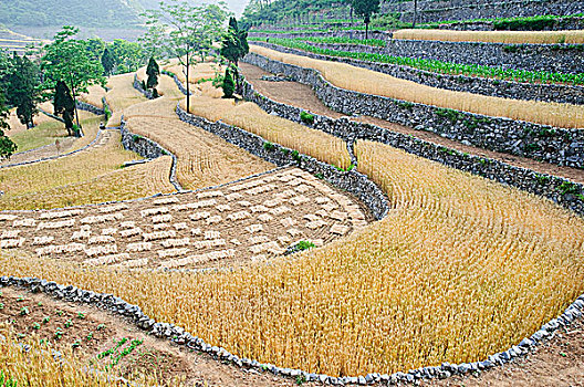 太行山山村麦田