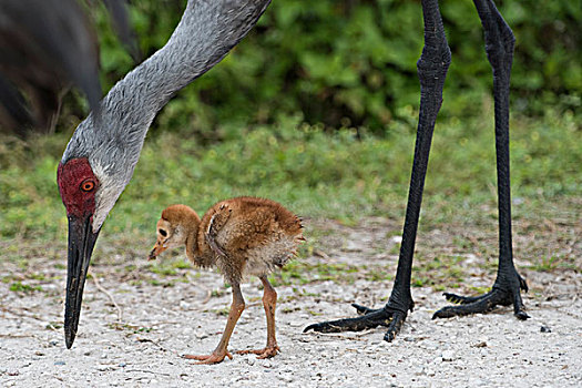 沙丘鹤,幼禽,觅食,佛罗里达,大幅,尺寸