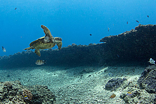 绿海龟,太平洋,龟类,湾,瓦胡岛,夏威夷,美国