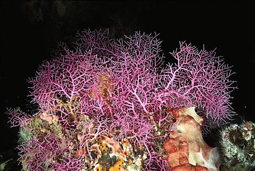 优雅,珊瑚,礁石,万鸦老,北苏拉威西省,印度尼西亚