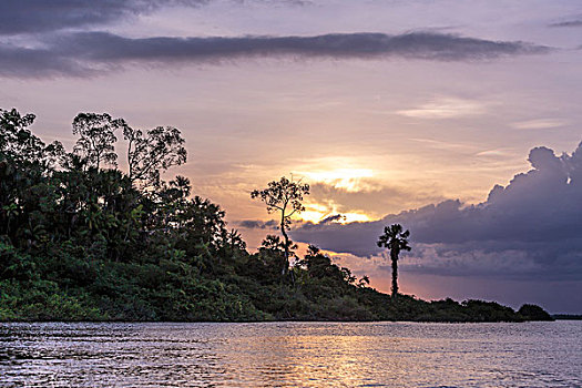 南美,巴西,亚马逊河,风景,树,日落