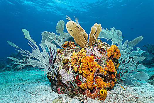 礁石,排列,多样,彩色,海绵,珊瑚,沙,仰视,小,多巴哥岛,斯佩塞德,特立尼达和多巴哥,小安的列斯群岛,加勒比海