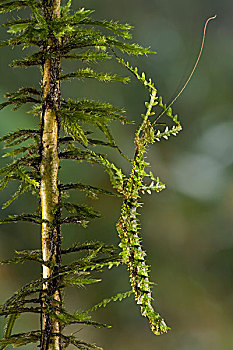 竹节虫,山,巴布亚新几内亚