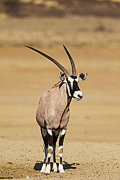 南非大羚羊,羚羊,雄性,卡拉哈里沙漠,卡拉哈迪大羚羊国家公园,南非,非洲