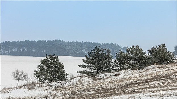 树,地点,积雪,冬季风景