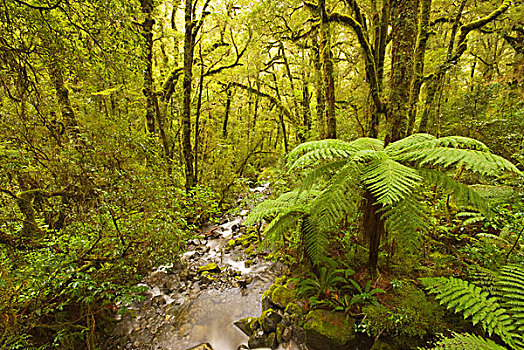气候温和,雨林,河,树,蕨类,峡湾国家公园,南岛,新西兰
