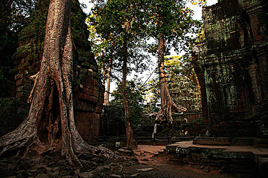 树,遗址,塔普伦寺,庙宇,吴哥窟,柬埔寨