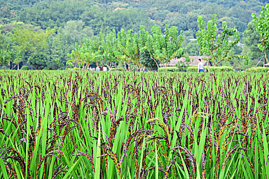 稻谷稻穗水稻