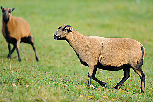 两个,喀麦隆,绵羊,草场