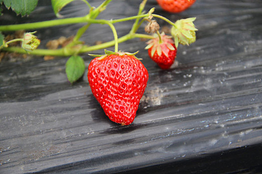 红草莓,白草莓