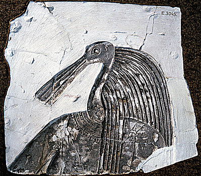 浮雕,头部,篦鹭,古埃及