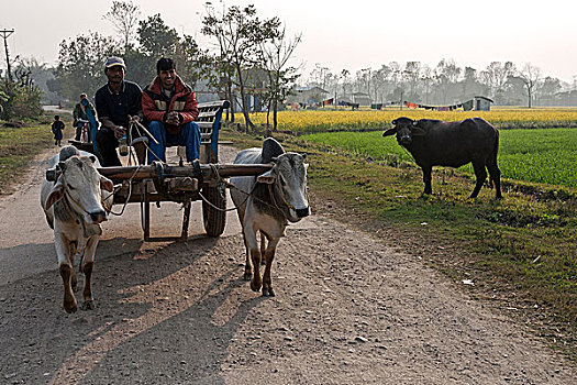 尼泊尔人,男人,阉牛,手推车,乡间小路,尼泊尔,亚洲