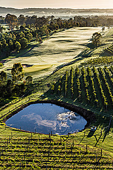鸟瞰,高尔夫球场,葡萄园,葡萄酒的国家,附近的,魄可宾,猎人谷,新南威尔士,澳大利亚