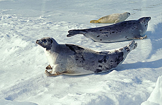 鞍纹海豹,琴海豹,女性,幼仔,浮冰,岛屿,魁北克,加拿大