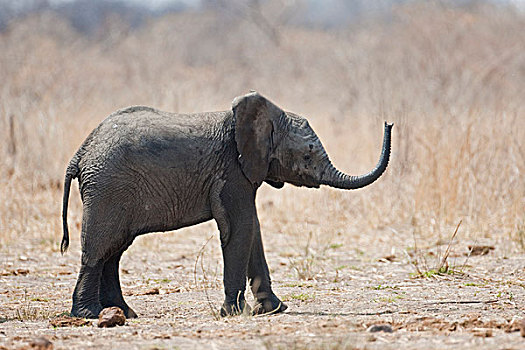 大象,非洲象,万基国家公园,津巴布韦,非洲
