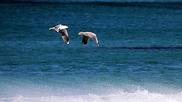浪尖上飞翔的海鸥