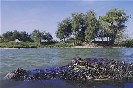 美国短吻鳄,成年,水塘,栖息地,瑞欧格兰山谷,德克萨斯,美国