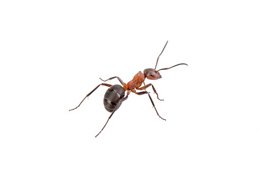 褐色,蚂蚁,白色背景