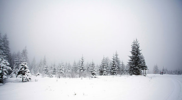 雾状,冬季风景,冷杉