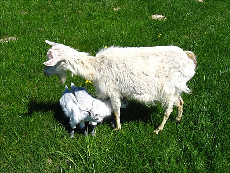 山羊,儿童,草场