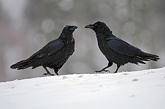 大乌鸦,渡鸦,一对,雪中,挪威