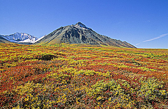 高山,苔原,秋色,下方,攀升,克卢恩国家公园,育空地区,加拿大