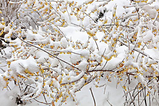 雪里花,腊梅