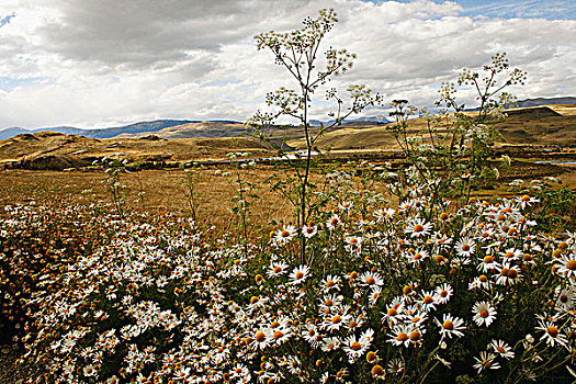 雏菊,花,土地,阿根廷